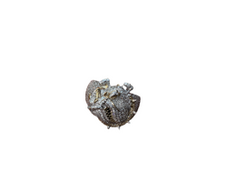 Jordan Jewelers 10 kt gold Natural diamond Ring 1.00 Ctw
